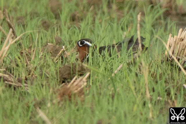 タマシギは石垣島で繁殖する留鳥。いつもの田んぼにメスがいました。
