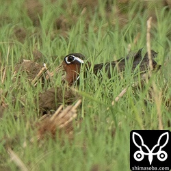 タマシギは石垣島で繁殖する留鳥。いつもの田んぼにメスがいました。