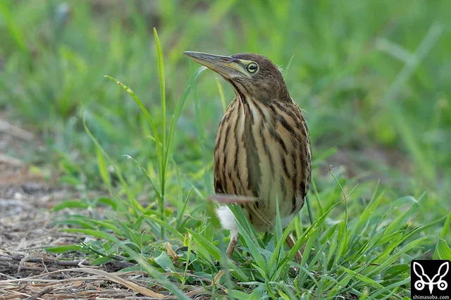 リュウキュウヨシゴイの幼鳥は今季初確認。