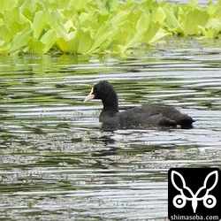 オオバン