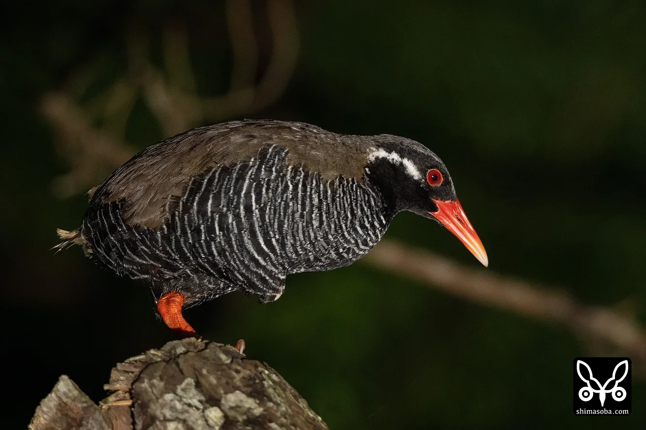 岸本ウラチ　ヤンバルクイナ ヤンバルクイナに関する写真--沖縄本島・八重山（石垣島、西表島、竹富