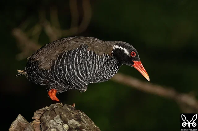 木の上で寝るヤンバルクイナ。残念ながらオオコノハズクの撮影はかなわず。やんばるに行ってオオコノハズクの写真が撮れなかったのは今回が初めてです。