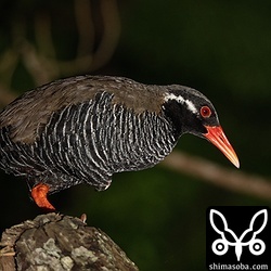木の上で寝るヤンバルクイナ。残念ながらオオコノハズクの撮影はかなわず。やんばるに行ってオオコノハズクの写真が撮れなかったのは今回が初めてです。