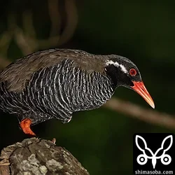 木の上で寝るヤンバルクイナ。残念ながらオオコノハズクの撮影はかなわず。やんばるに行ってオオコノハズクの写真が撮れなかったのは今回が初めてです。