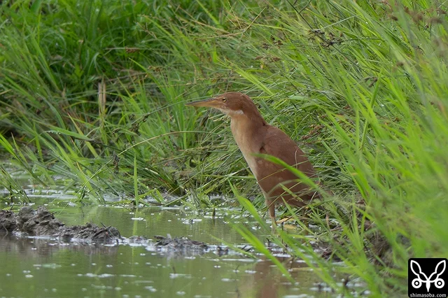 リュウキュウヨシゴイは繁殖を終え、成鳥、幼鳥とも出会いが多くなっています。