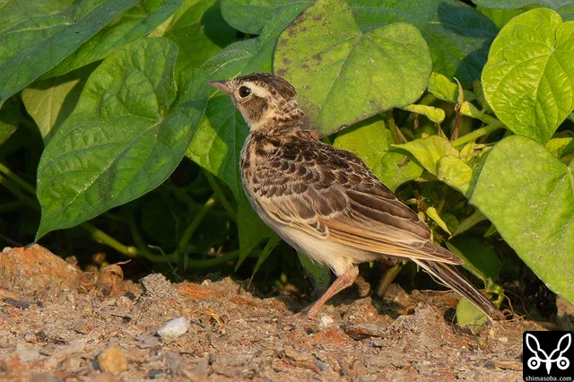 ヒバリの幼鳥。今年生まれがたくさんいました。