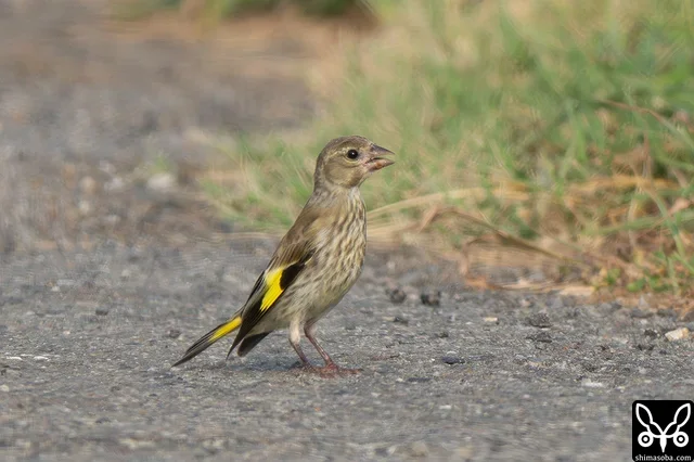ワカラヒワの幼鳥も多く観察。