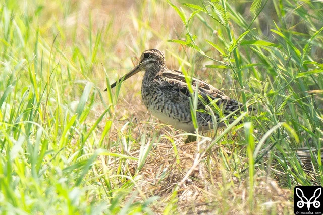 今回のジシギ合宿で最初に見たオオジシギ成鳥。遠かったけどうれしかった!!