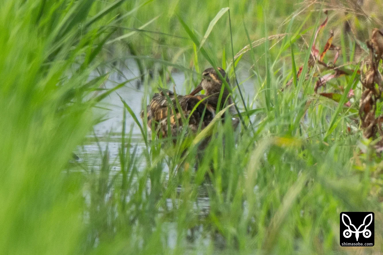 タマシギ