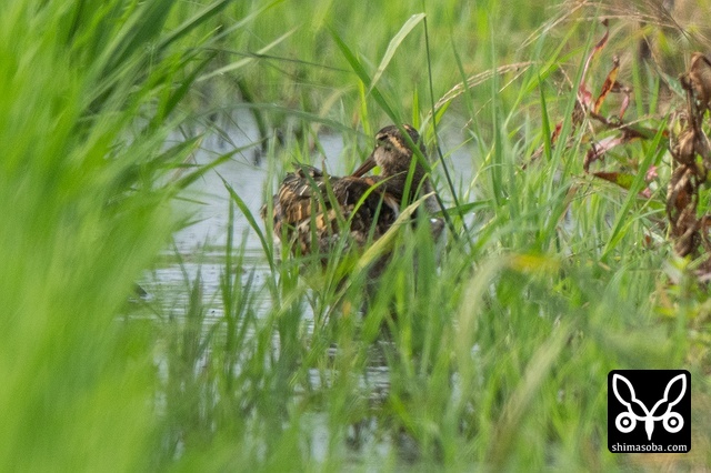 タマシギ