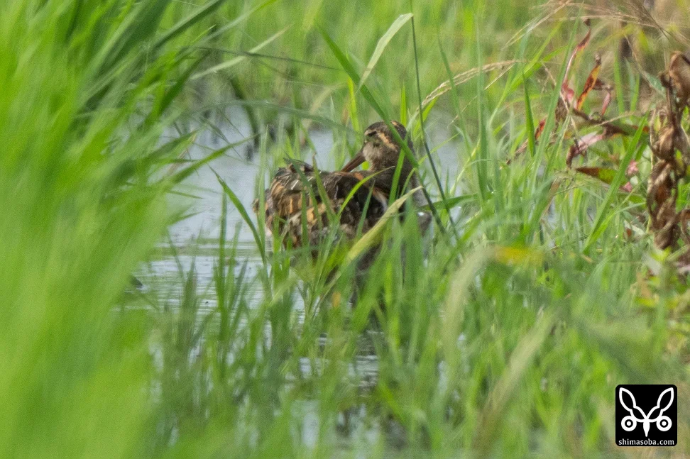 タマシギ