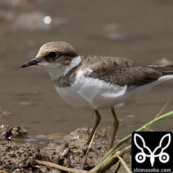 コチドリの幼鳥は今季初観察。