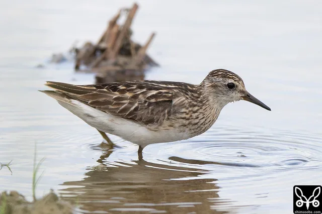 ヒバリシギ成鳥。擦り切れた夏羽後期です。