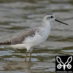 こちらは成鳥のコアオアシシギ。数羽を確認。