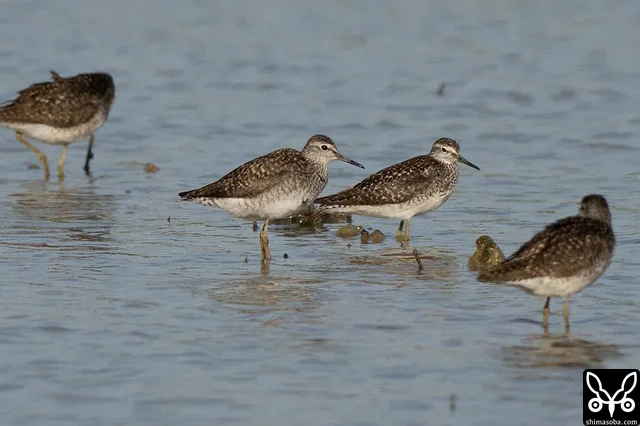 タカブシギ成鳥の群れ。多いエリアでは一枚の田んぼに数十羽が滞在。