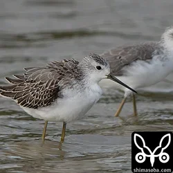 コアオアシシギも幼鳥(手前)を今季初確認。