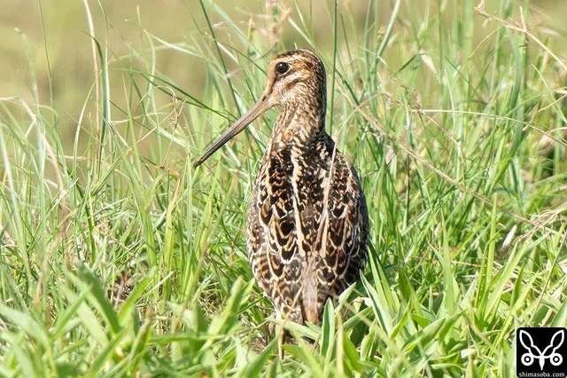 別個体のハリオシギ成鳥。赤みが強く美しい個体です。
