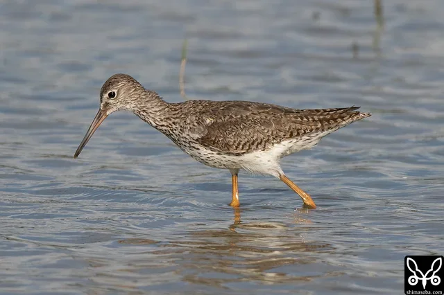 アカアシシギ成鳥夏羽後期。幼鳥も小群が複数飛来。