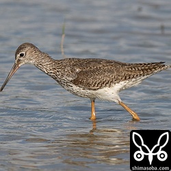 アカアシシギ成鳥夏羽後期。幼鳥も小群が複数飛来。