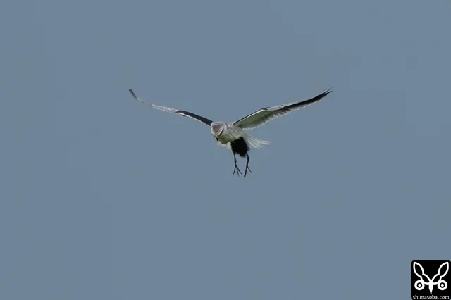 シロハラクイナのヒナを捕まえたカタグロトビの幼鳥。