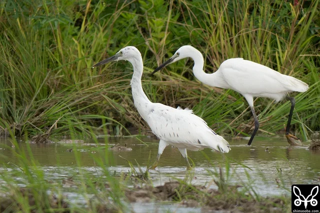 中間型のクロサギ幼鳥(左)とコサギ幼鳥。なぜかこのクロサギは毎日、田んぼにいます。