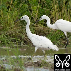 中間型のクロサギ幼鳥(左)とコサギ幼鳥。なぜかこのクロサギは毎日、田んぼにいます。