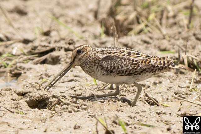 チュウジシギ成鳥。ハリオシギと間違えられやすいタイプですね。