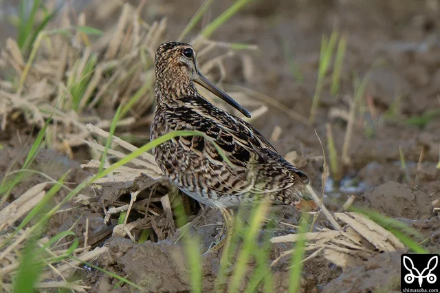 こちらもチュウジシギ成鳥。