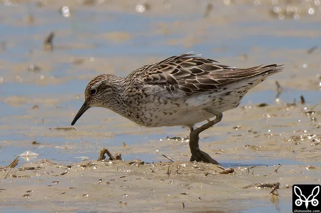 ウズラシギ成鳥夏羽後期。