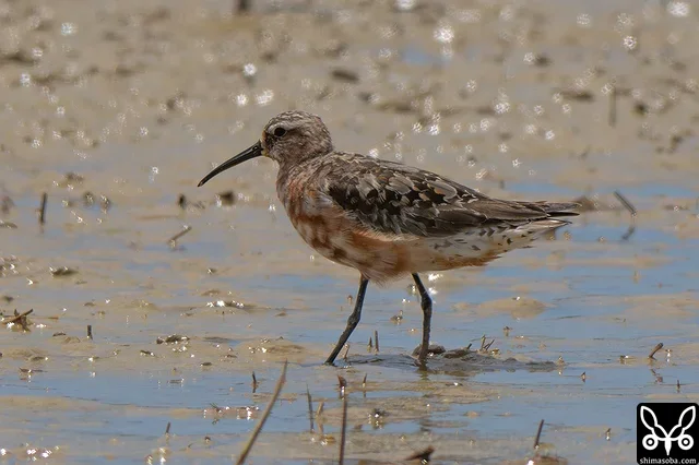 サルハマシギ成鳥夏羽後期。