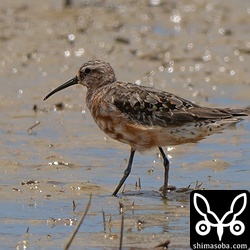 サルハマシギ成鳥夏羽後期。