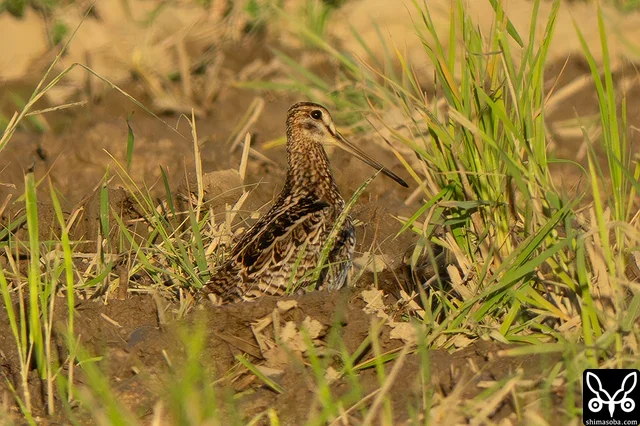 またまたチュウジシギ成鳥。
