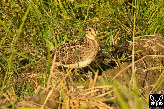 遠くにチュウジシギ成鳥。