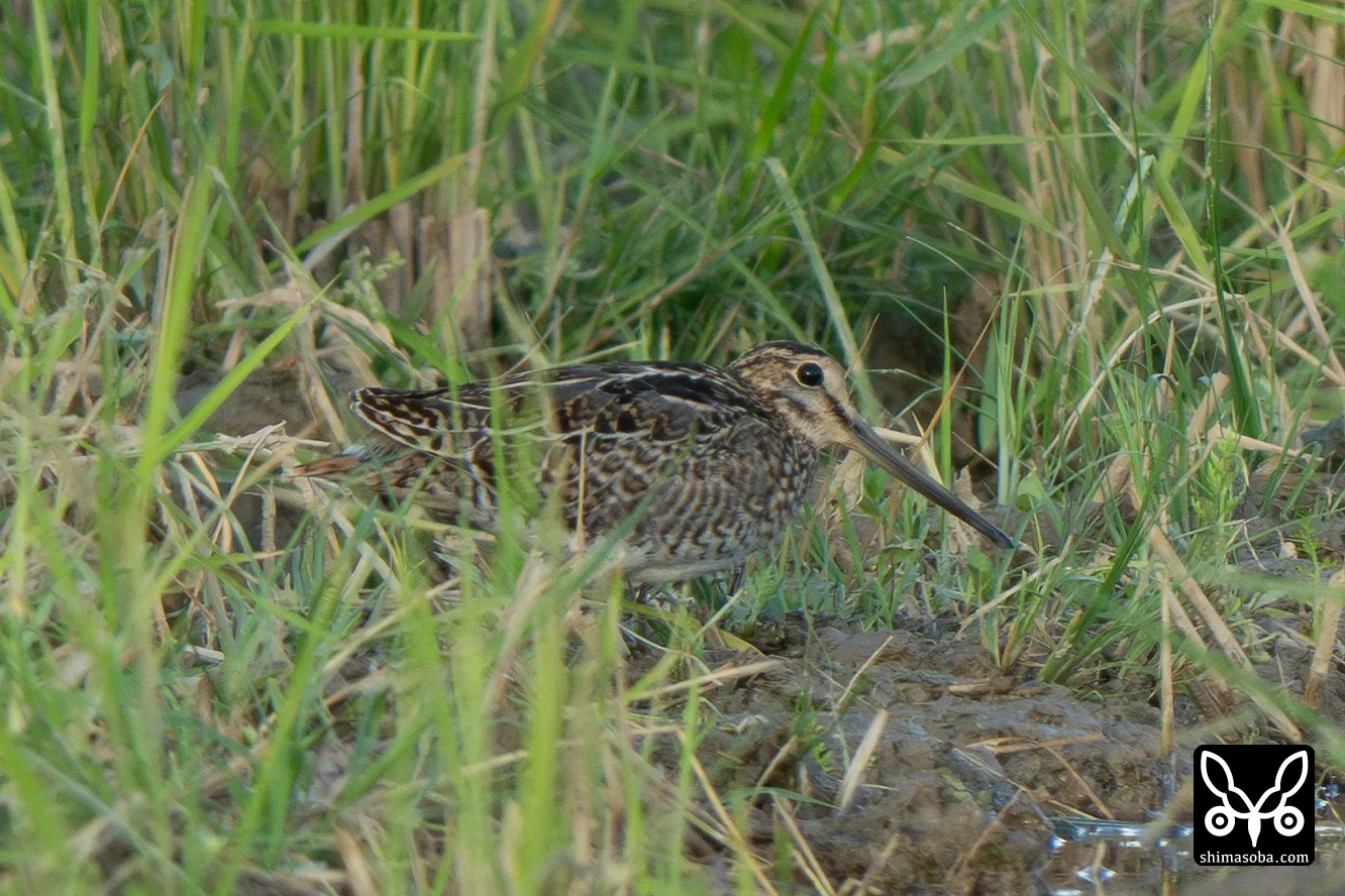チュウジシギ