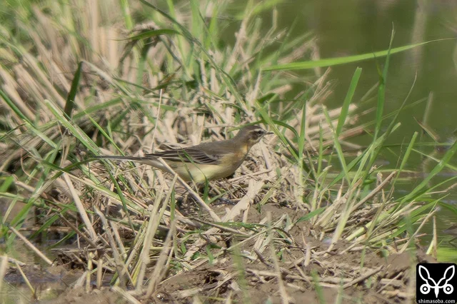 今季初確認となったマミジロツメナガセキレイ幼鳥。