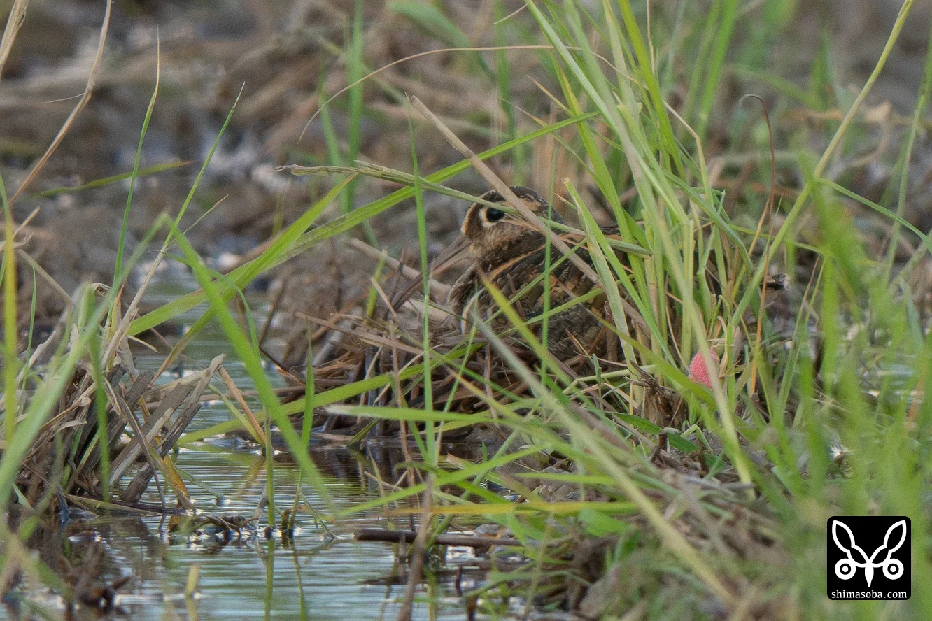タマシギ