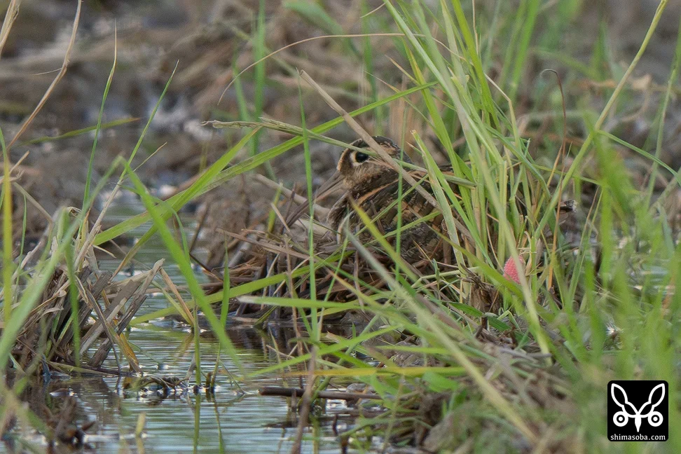 タマシギ