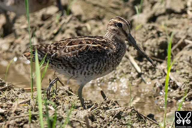ハリオシギ成鳥。片足が欠損しています。