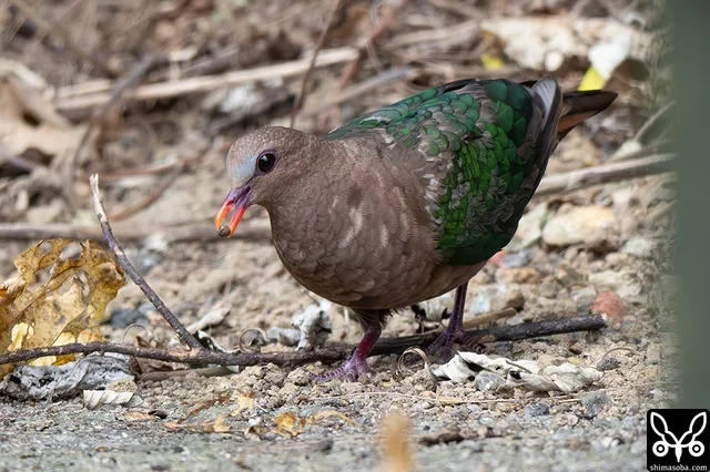 歩道でヤンバルアカメガシワの落果を食うキンバト。