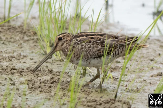 チュウジシギ幼鳥。
