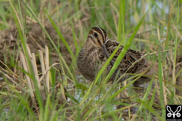 ハリオシギ幼鳥。