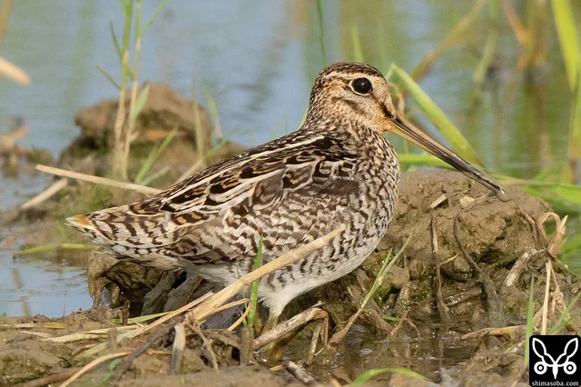 ハリオシギ成鳥。夏羽から冬羽へ。