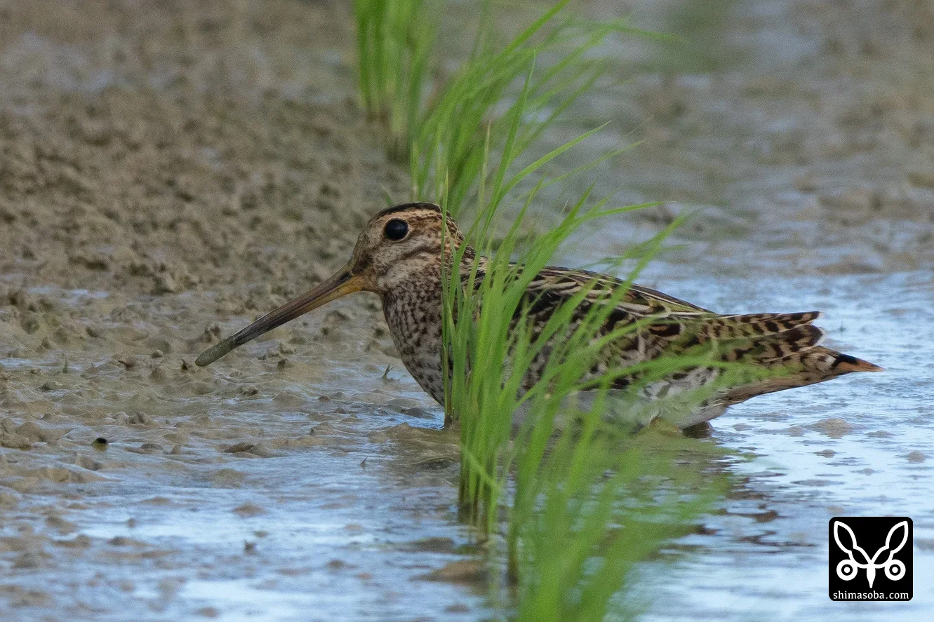 チュウジシギ