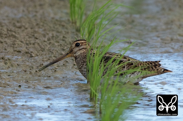 チュウジシギ