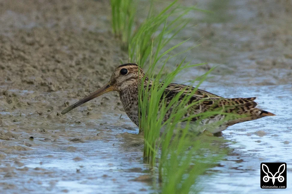 チュウジシギ