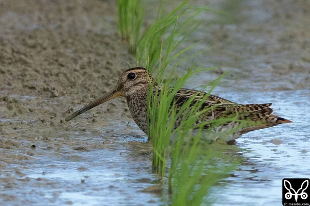 チュウジシギ幼鳥。