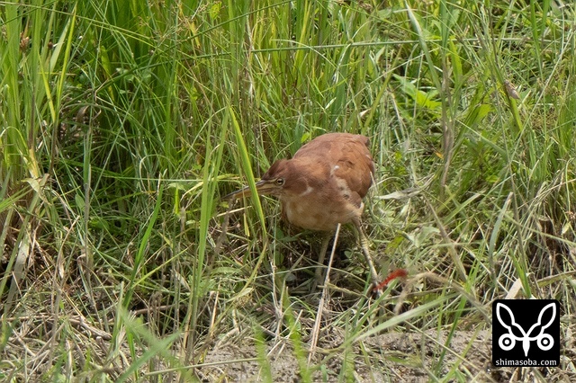 リュウキュウヨシゴイ