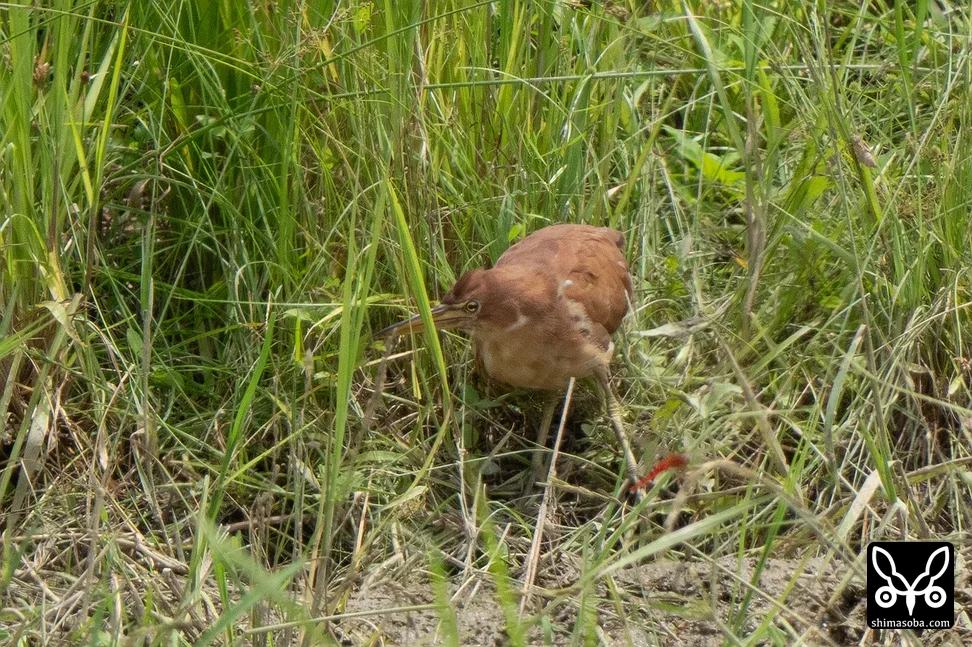 リュウキュウヨシゴイ