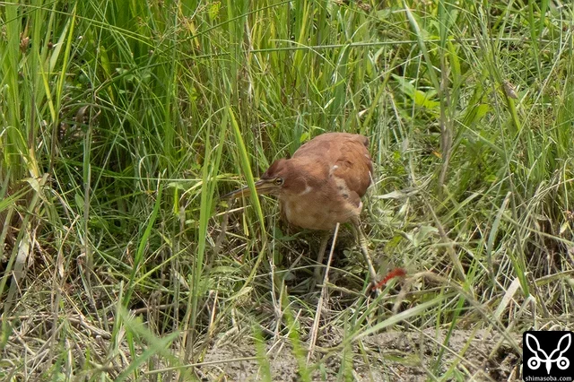 リュウキュウヨシゴイのオス。
