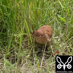 リュウキュウヨシゴイ